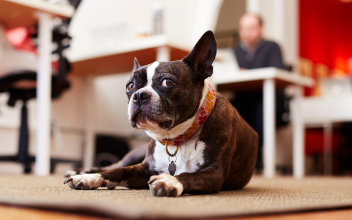 Neugieriger Hund liegt auf einem Teppich in einem Büro 