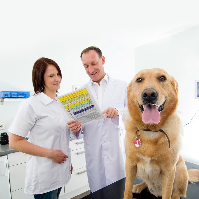 Tierkrankenversicherung – Ihrem Tier zuliebe  Zurich